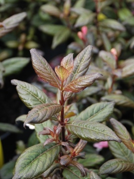 Krzewuszka 'Vintage Love' PBR