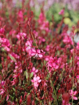 Gaura 'Flamingo Pink'