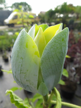  Magnolia drzewiasta 'Blue Opal'