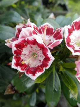 Kalmia szerokolistna 'Minuet'