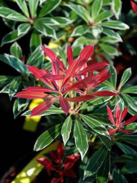 Pieris 'Flaming Silver'