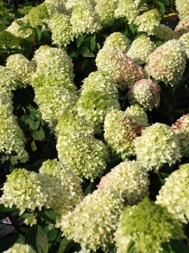 Hortensja bukietowa 'Little Fresco' PBR