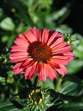Jeżówka 'Meditation Cerise' 