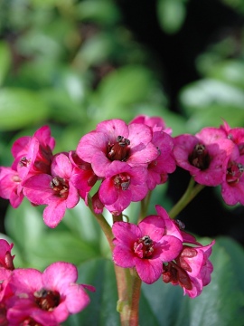 bergenia-vintage-pink1.JPG