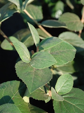 Liście kaliny angielskiej