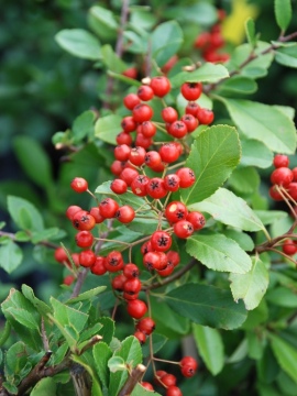 Ognik szkarłatny 'Red Kolumn'