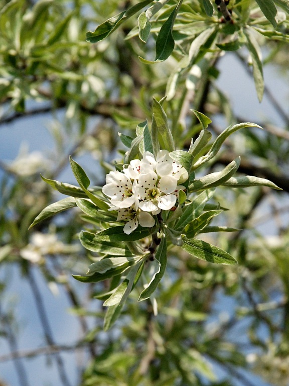 Grusza wierzbolistna 'Pendula'