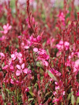 Gaura 'Flamingo Pink'