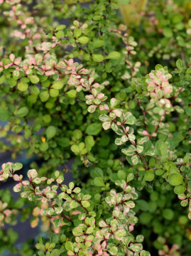  Berberys Thunberga 'Kelleriis'