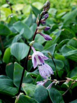 funkia_purple_heart4_576x768.jpg