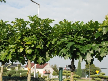 Dąb błotny 'Green Dwarf' 