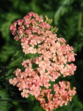 Krwawnik pospolity 'Lachsschönheit'