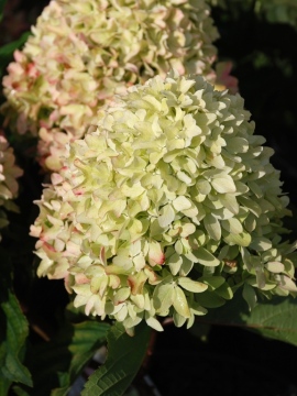 Hortensja bukietowa 'Little Fresco' PBR