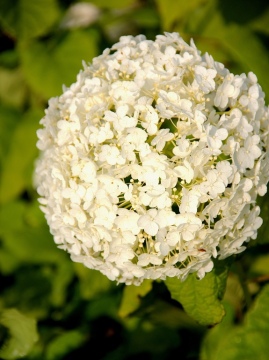  Hortensja drzewiasta 'Annabelle'