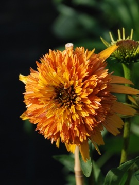 Jeżówka 'Marmalade'