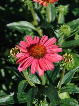 Jeżówka 'Meditation Cerise' 