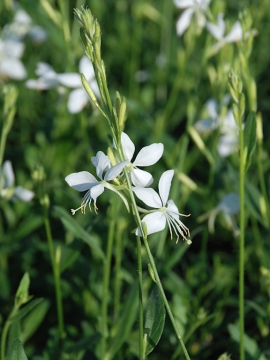 gaura_snowbird3.JPG