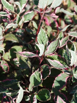 Dereń biały 'Miracle' PBR 