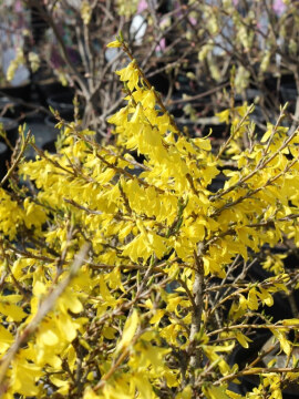 Forsycja zielona 'Webers Bronx'