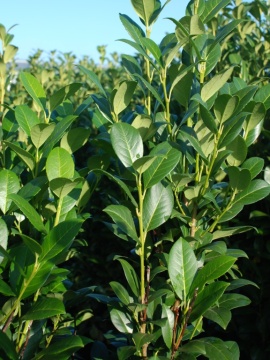 Laurowiśnia wschodnia 'Obelisk ' PBR