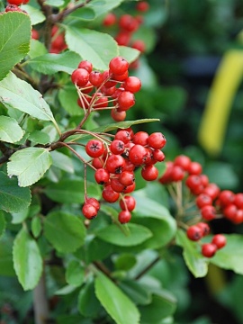Ognik szkarłatny 'Red Kolumn'