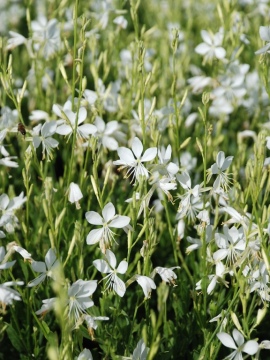 Gaura 'Snowbird'