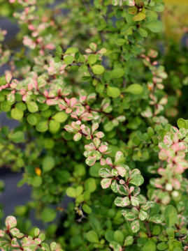  Berberys Thunberga 'Kelleriis'