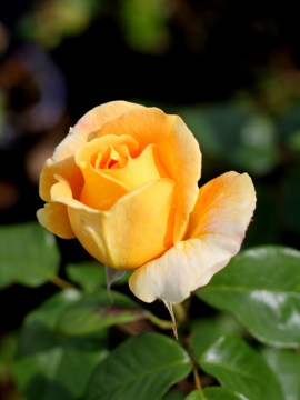 Róża wielkokwiatowa 'Candlelight' PBR