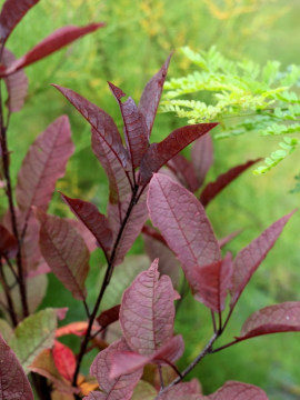 Bordowe, wiosenne liście czeremchy pospolitej 'Colorata'