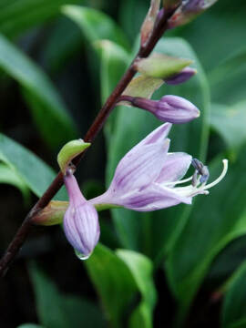 Funkia 'Purple Heart'