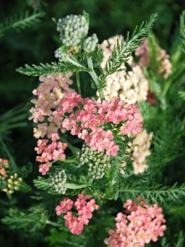 Krwawnik pospolity 'Lachsschönheit'