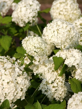  Hortensja drzewiasta 'Annabelle'