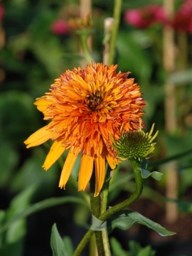 Jeżówka 'Marmalade'