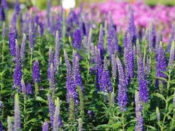 Przetacznik długolistny 'First Glory'