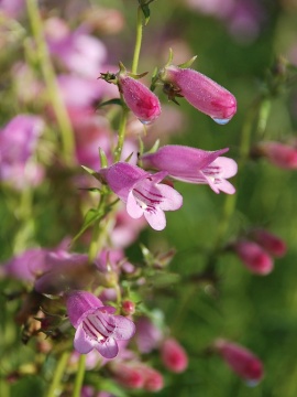 penstemon-evelyn011.JPG