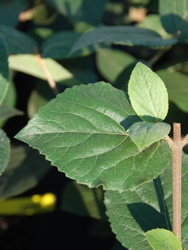 Liście kaliny angielskiej