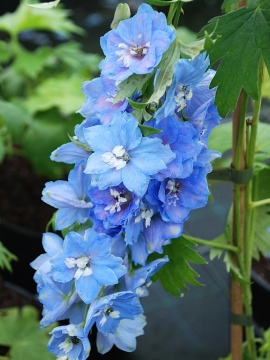 Ostróżka PACIFIC 'Summer Skies'