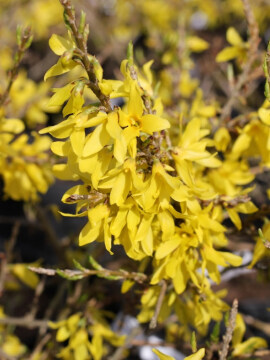 Forsycja zielona 'Webers Bronx'