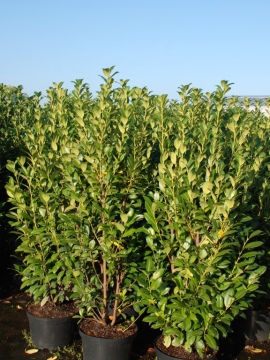 Laurowiśnia wschodnia 'Obelisk ' PBR