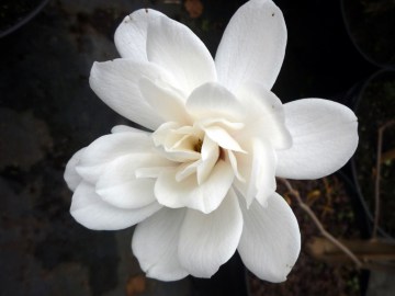 magnolia-loebnera-wildcat.jpg