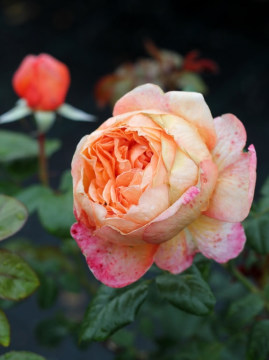 roza-wielkokwiatowa-capri1.jpg