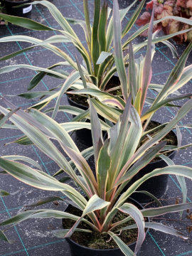 Juka wspaniała 'Variegata'