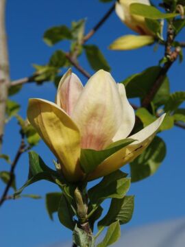 Magnolia 'Sunsation'