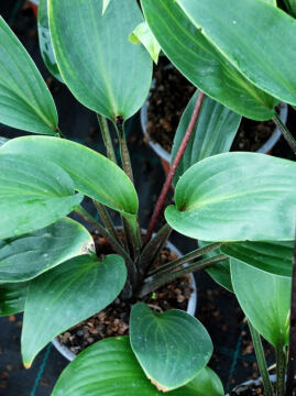 Funkia 'Purple Heart'