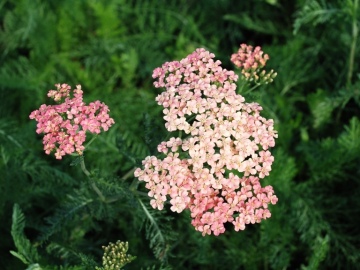 Krwawnik pospolity 'Lachsschönheit'