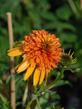 Jeżówka 'Marmalade'