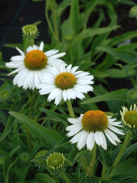 Jeżówka 'Meditation White'