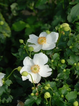 Zawilec 'Summer Breeze Snow'