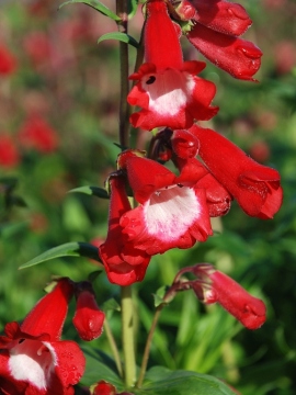 penstemon-rubicunda01.JPG