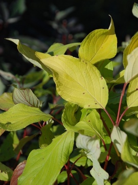 Liście derenia białego 'Aurea'
